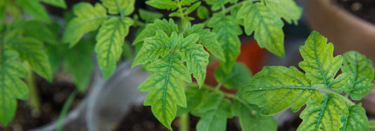 Potassium in Plant Growth: Identifying, Treating, and Preventing Nutrient Deficiencies - The Growers Depot