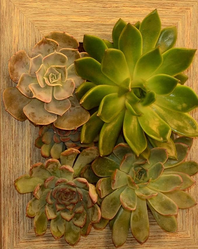 Wall Planter (4x6) - Instant Vertical Succulents Herbs Indoor Garden DIY Picture Cactus Plastic Ready to Hang Pin Plant Display Water