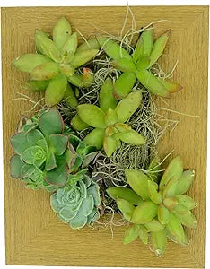 Wall Planter (4x6) - Instant Vertical Succulents Herbs Indoor Garden DIY Picture Cactus Plastic Ready to Hang Pin Plant Display Water